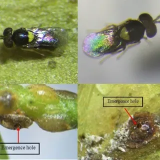 thumbnail for publication: Coccophagus lycimnia (Walker) (Hymenoptera: Aphelinidae): Parasitoid of Soft Scale Pests (Coccidae: Hemiptera)